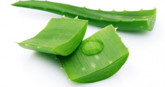 Cách trị nổi mề đay tại nhà từ những mẹo dân gian đơn giản